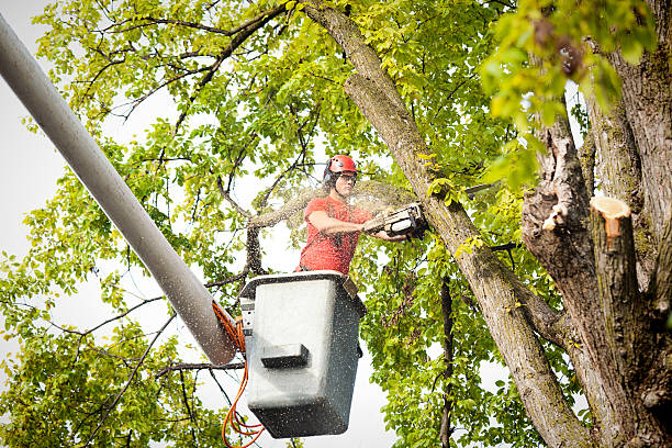 Best Commercial Tree Removal  in USA